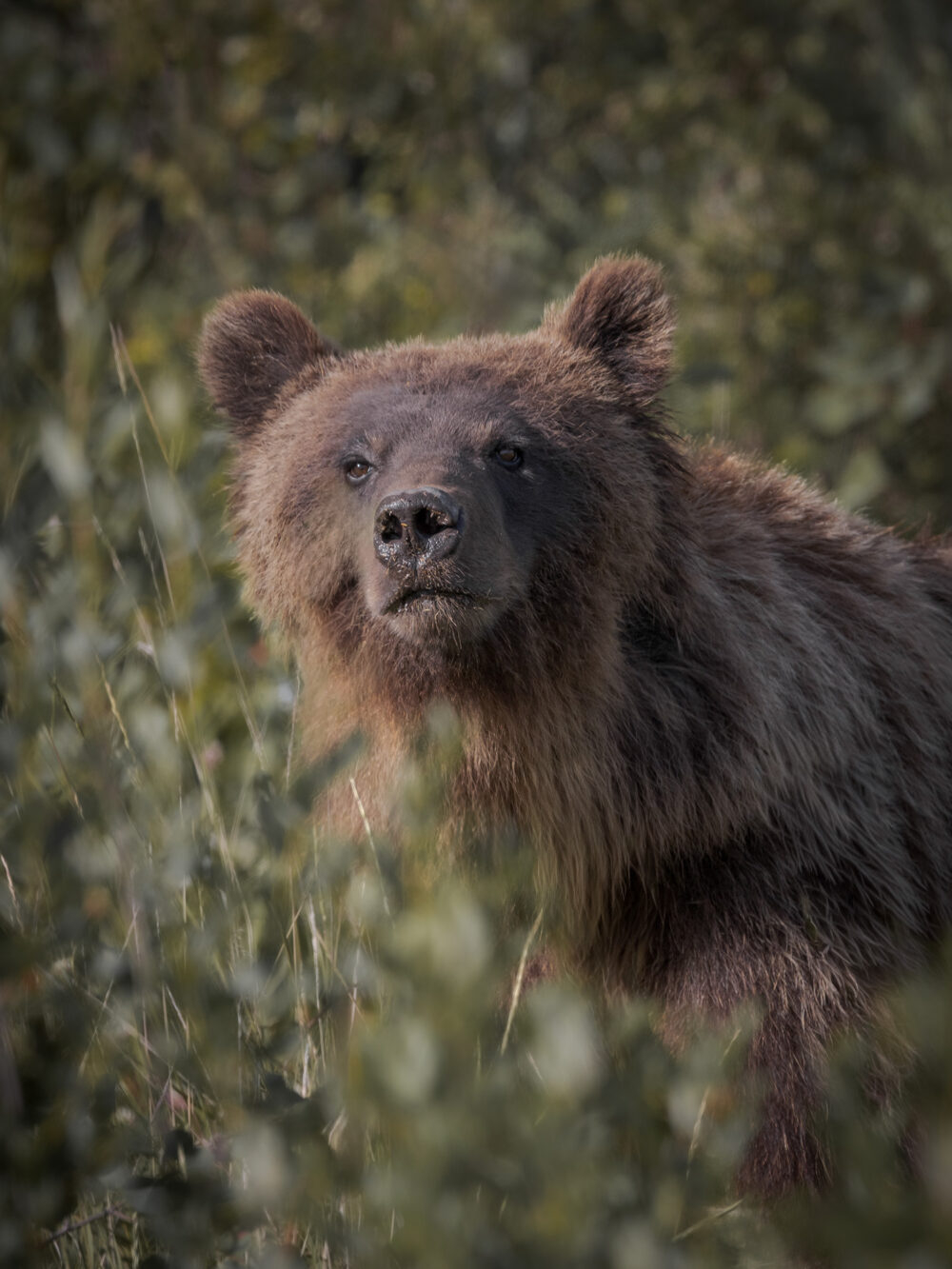 A grizzly bear cub in Yukon photographed by Soroush Khazraei