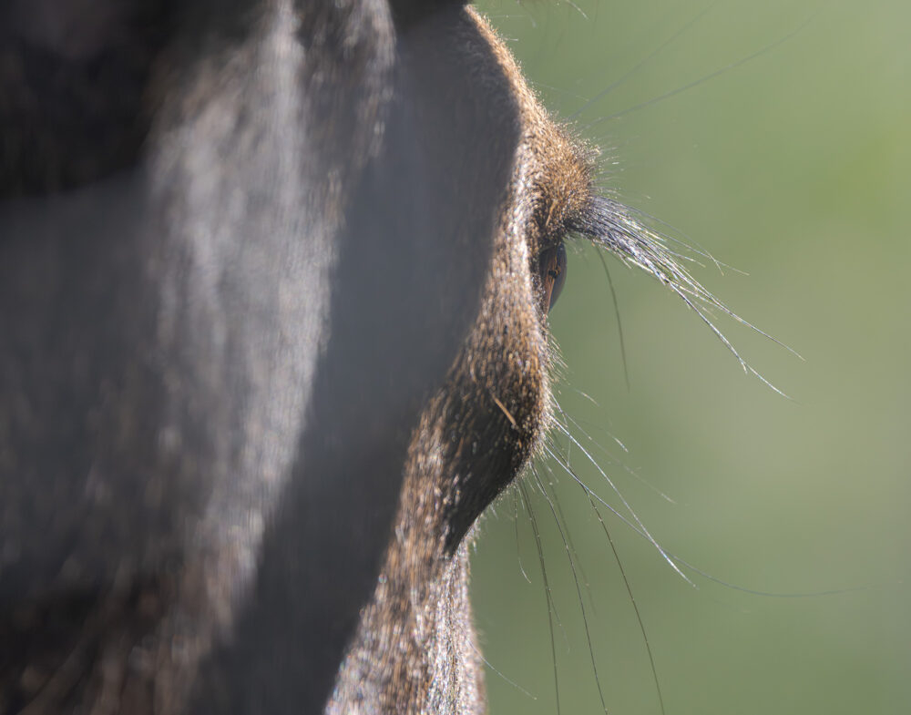 A moose in Yukon photographed by Soroush Khazraei